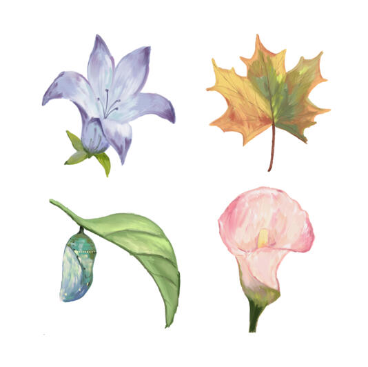 flowers flowers